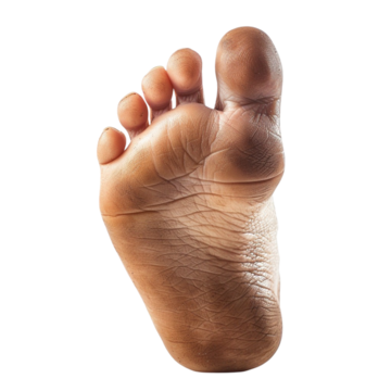 Mapa anatómico do pé